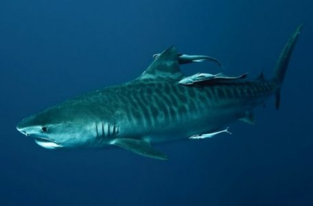 Morfologi dan Klasifikasi Ikan Hiu Macan (Galeocerdo Cuvier)