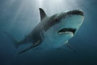 Klasifikasi Ikan Hiu Megalodon