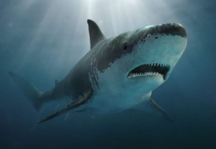 Klasifikasi Ikan Hiu Megalodon Klasifikasi Ikan Hiu Megalodon