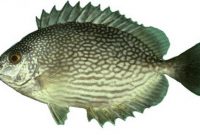 klasifikasi ikan baronang