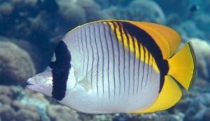 Morfologi Ikan Kepe-Kepe