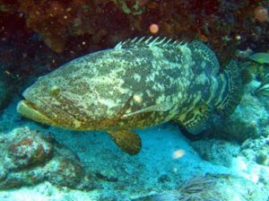 Klasifikasi Ikan Kerapu Macan
