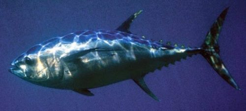 Klasifikasi Ikan Cakalang Klasifikasi Ikan Cakalang