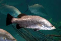 Habitat, Morfologi dan Klasifikasi Ikan Kakap Putih (Lates Calcalifer)