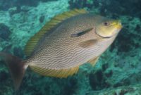 ikan baronang
