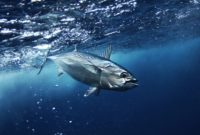 Klasifikasi Ikan Bonito Atlantik