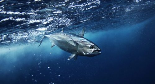 Morfologi dan Klasifikasi Ikan Bonito Atlantik (Sarda Sarda) Morfologi dan Klasifikasi Ikan Bonito Atlantik (Sarda Sarda)