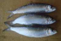 Morfologi Ikan Haring Atau Herring (Clupea harengus)