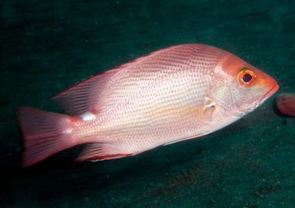 Klasifikasi Ikan Kakap Merah Klasifikasi Ikan Kakap Merah