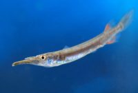 Morfologi Ikan Cucut