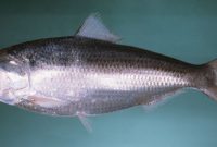 Ikan Hilsa
