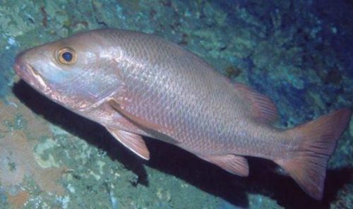 Klasifikasi Ikan Kakap Putih Klasifikasi Ikan Kakap Putih