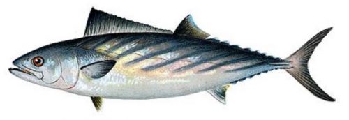 Morfologi Ikan Bornito Morfologi Ikan Bornito