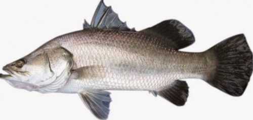 Morfologi Ikan Kakap Putih Morfologi Ikan Kakap Putih