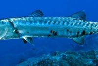 ikan barakuda