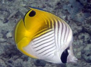 Klasifikasi Ikan Kepe-Kepe