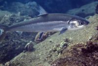ikan bandeng
