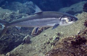 ikan bandeng
