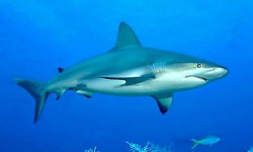 Klasifikasi Ikan hiu Lonjor/Grey Reef Shark Klasifikasi Ikan hiu Lonjor/Grey Reef Shark