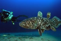 ikan Coelacanth
