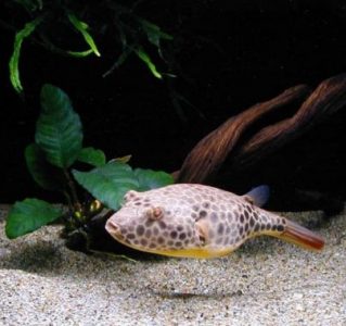 ikan buntal pisang