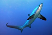ikan hiu rubah laut