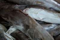 ikan manyung