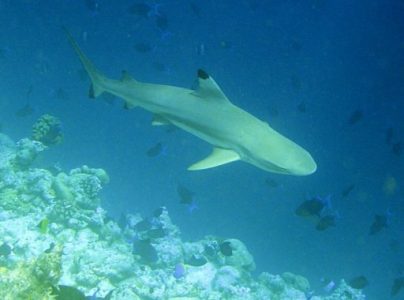 Klasifiaksi Ikan Hiu Karang Sirip Hitam Klasifiaksi Ikan Hiu Karang Sirip Hitam
