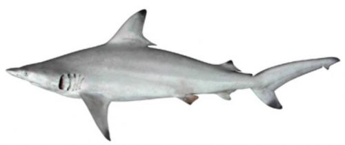 Klasifikasi Ikan Hiu Sirip Hitam/Blacktip Shark Klasifikasi Ikan Hiu Sirip Hitam/Blacktip Shark
