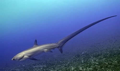 Klasifikasi Ikan Hiu Tikus/Hiu Monyet/Pelagic Thresher Klasifikasi Ikan Hiu Tikus/Hiu Monyet/Pelagic Thresher