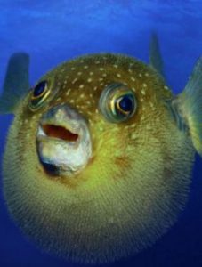 Klasifikasi Ikan Buntal Pisang Klasifikasi Ikan Buntal Pisang