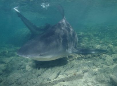 Morfologi Ikan Hiu Banteng Morfologi Ikan Hiu Banteng