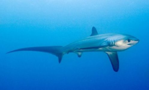 Morfologi Big EyeThresher shark Morfologi Big EyeThresher shark