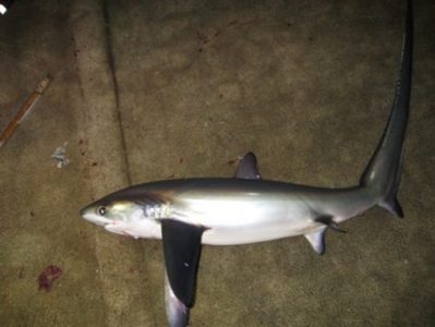 Morfologi Ikan Hiu Tikus/Hiu Monyet/Pelagic Thresher Morfologi Ikan Hiu Tikus/Hiu Monyet/Pelagic Thresher