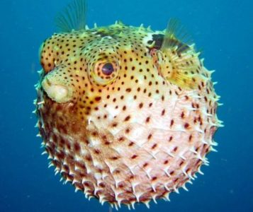 Morfologi Ikan Buntal Pisang