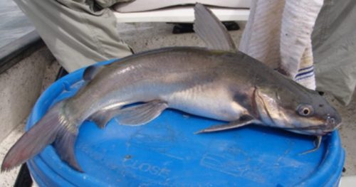 morfologi ikan manyung