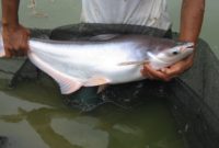 Ikan patin hitam Jenis Jenis Ikan Konsumsi air tawar Dan Gambarnya