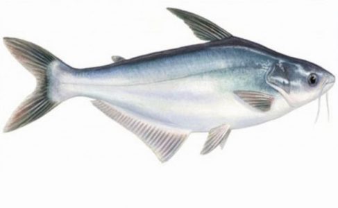 morfologi ikan patin morfologi ikan patin