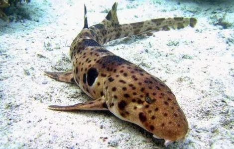 Klasifikasi Ikan Hiu Karpet Berbintik Klasifikasi Ikan Hiu Karpet Berbintik