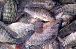 Ikan nila hitam Jenis Jenis Ikan Konsumsi air tawar Dan Gambarnya