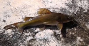 Ikan baung Jenis Jenis Ikan Konsumsi air tawar Dan Gambarnya