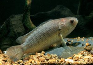 Ikan betok Jenis Jenis Ikan Konsumsi air tawar Dan Gambarnya