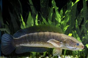 Ikan gabus Jenis Jenis Ikan Konsumsi air tawar Dan Gambarnya