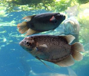 Ikan gabus Jenis Jenis Ikan Konsumsi air tawar Dan Gambarnya