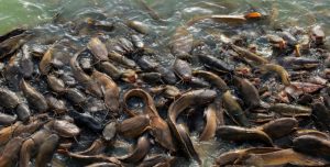 Ikan lele Jenis Jenis Ikan Konsumsi air tawar Dan Gambarnya