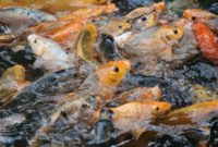ikan mas