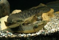 ikan naga