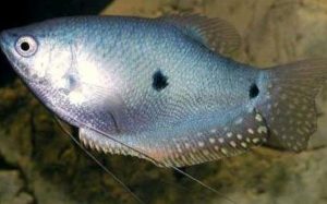 Ikan sepat hitam Jenis Jenis Ikan Konsumsi air tawar Dan Gambarnya