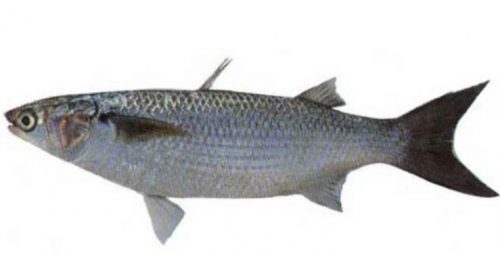 Klasifikasi Ikan Belanak Klasifikasi Ikan Belanak