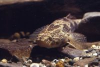ikan betutu